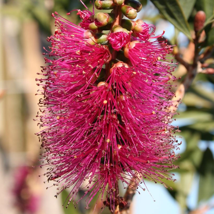 Callistemon violaceus - Rince-bouteille (Flowering)