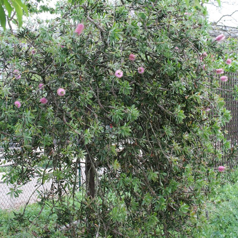 Callistemon violaceus - Rince-bouteille (Plant habit)