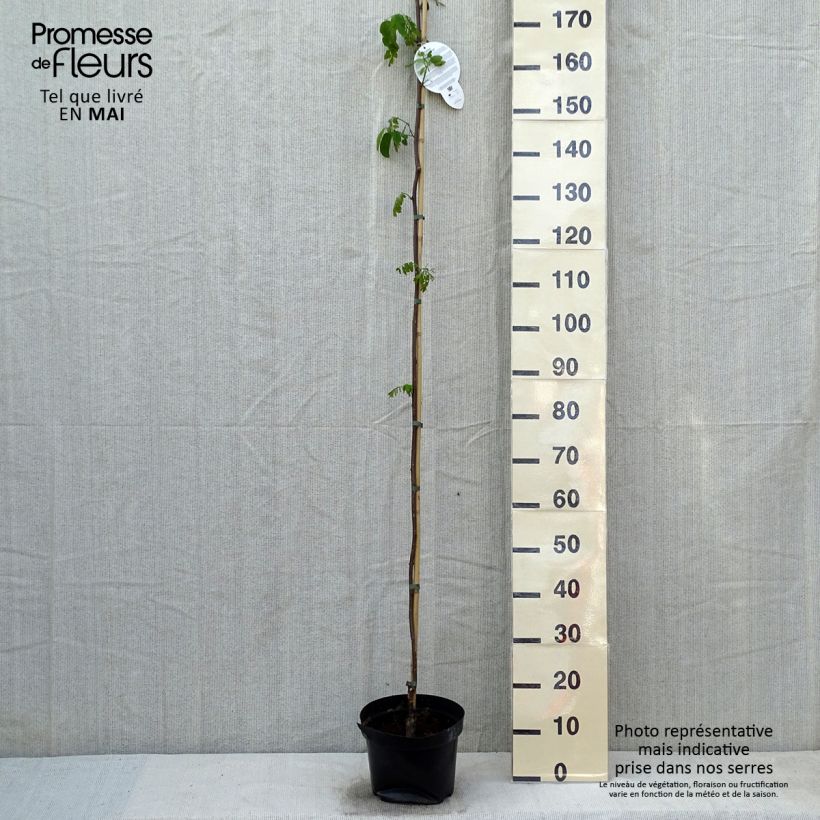 Example of Robinia pseudoacacia Casque Rouge - Robinier faux acacia  Pot de 4L/5L as you get in printemps