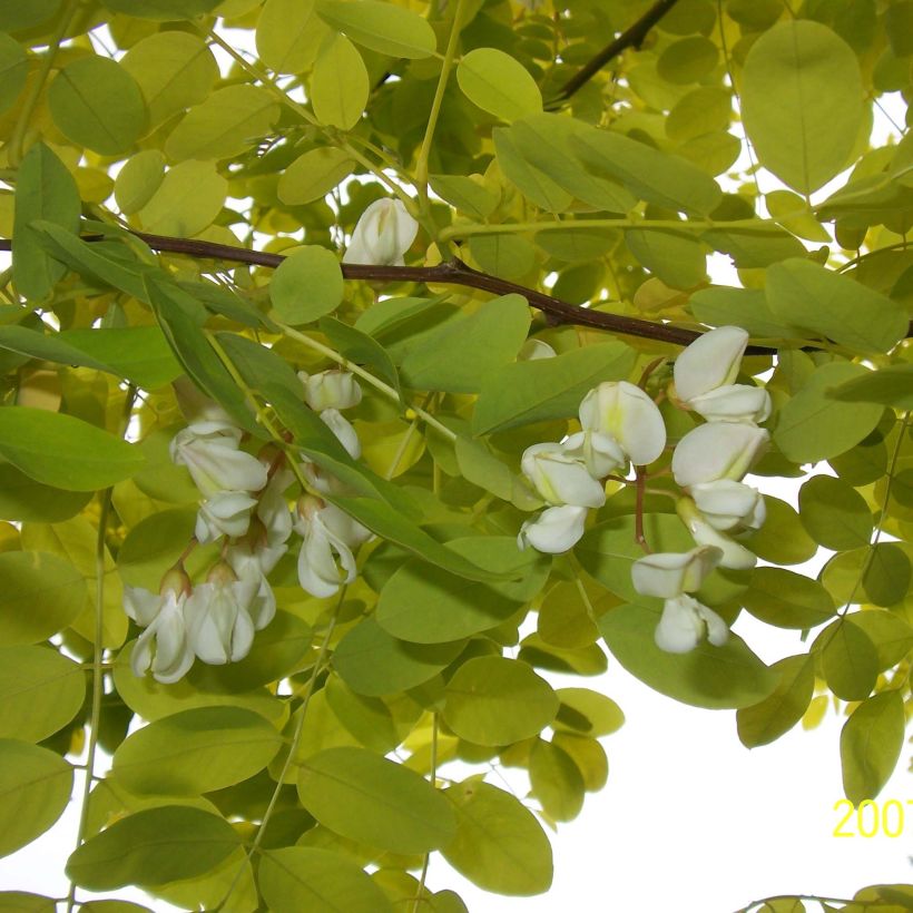 Robinia pseudoacacia Frisia - Robinier doré  (Foliage)