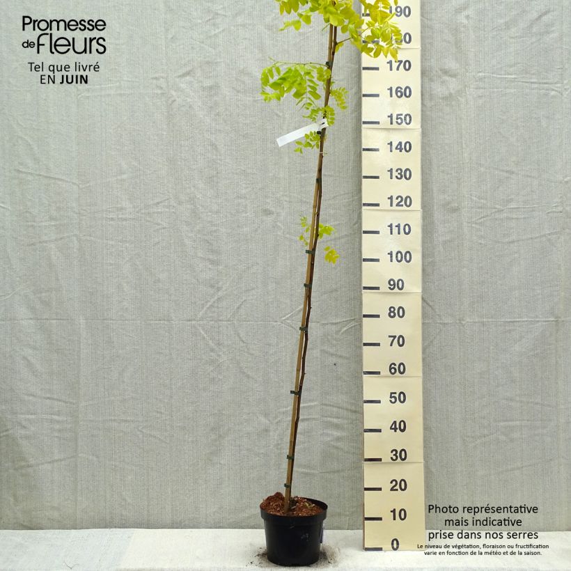 Example of Robinia pseudoacacia Frisia - Robinier doré  Pot de 4L/5L as you get in printemps