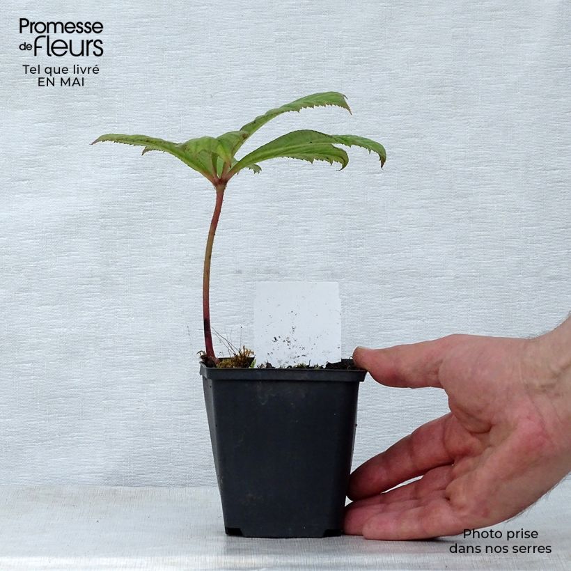 Example of Rodgersia Aesculifolia Irish Bronze Godet de 8/9 cm as you get in printemps