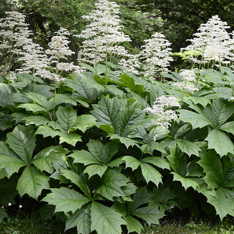 Rodgersia La Blanche - Rodgersia La Blanche (Port)
