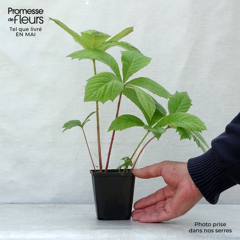 Example of Rodgersia aesculifolia Godet de 8/9 cm as you get in printemps