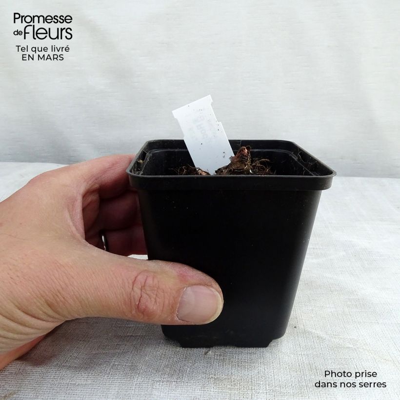 Example of Rodgersia henrici Godet de 8/9 cm as you get in printemps