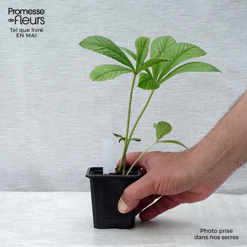 Example of Rodgersia pinnata Godet de 8/9 cm as you get in printemps