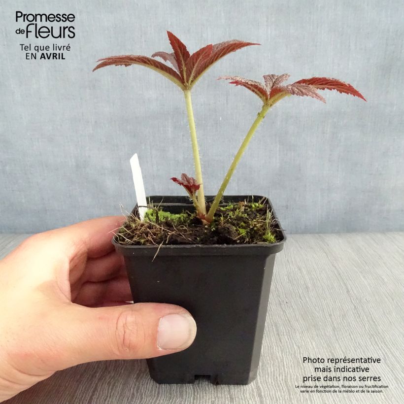 Example of Rodgersia pinnata Bronze Peacock Godet de 8/9 cm as you get in printemps