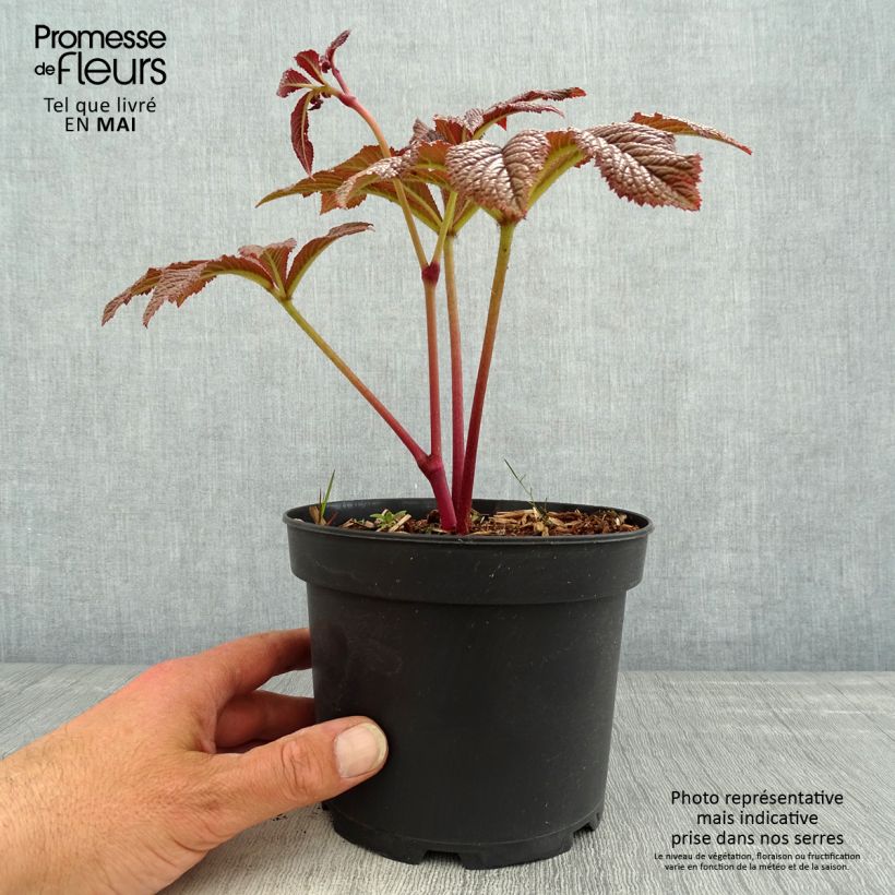 Example of Rodgersia pinnata Bronze Peacock Pot de 2L/3L as you get in printemps