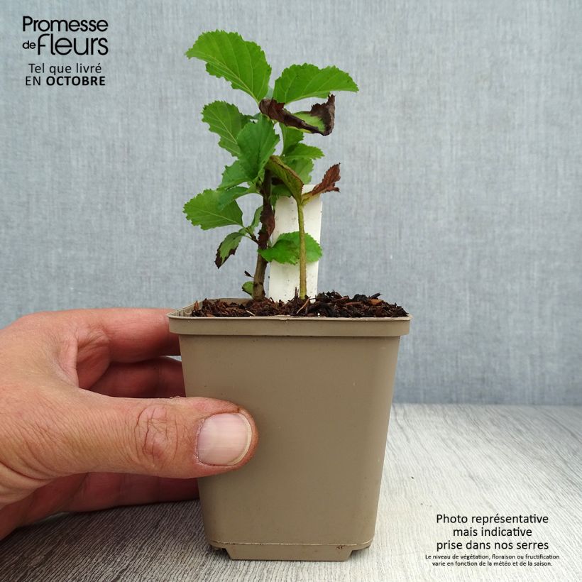 Spécimen de Rodgersia pinnata Dark Pokers Godet de 8/9 cm tel que livré en automne