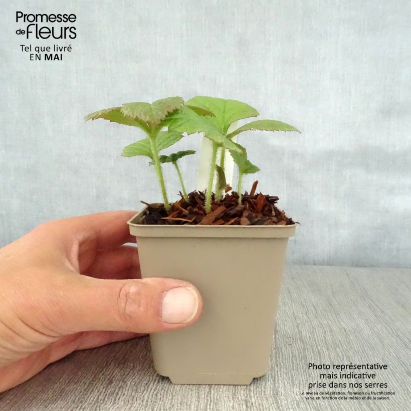 Example of Rodgersia pinnata Dark Pokers Godet de 8/9 cm as you get in printemps