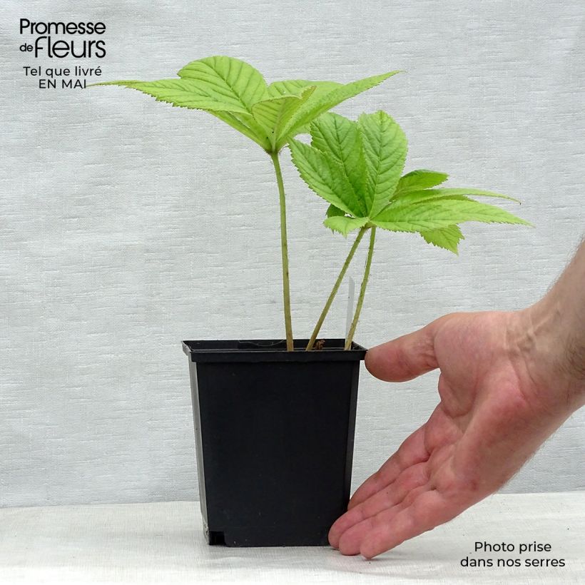 Example of Rodgersia pinnata Elegans Godet de 8/9 cm as you get in printemps