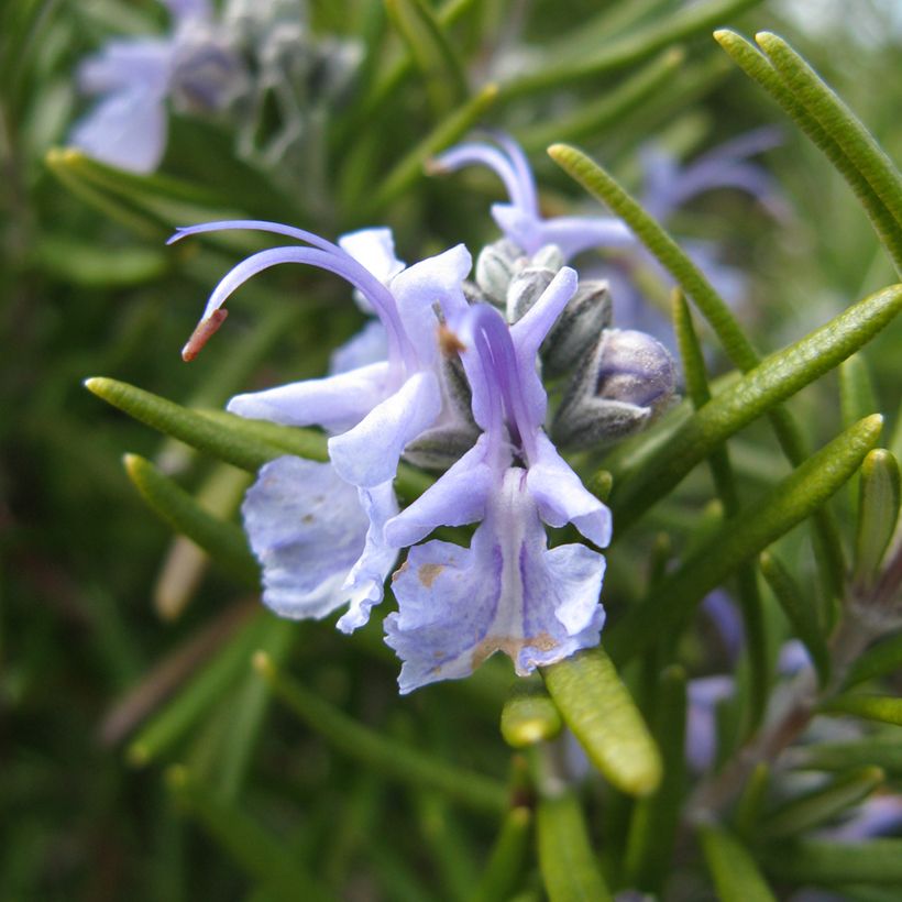 Romarin - Rosmarinus officinalis Tuscan Blue (Flowering)