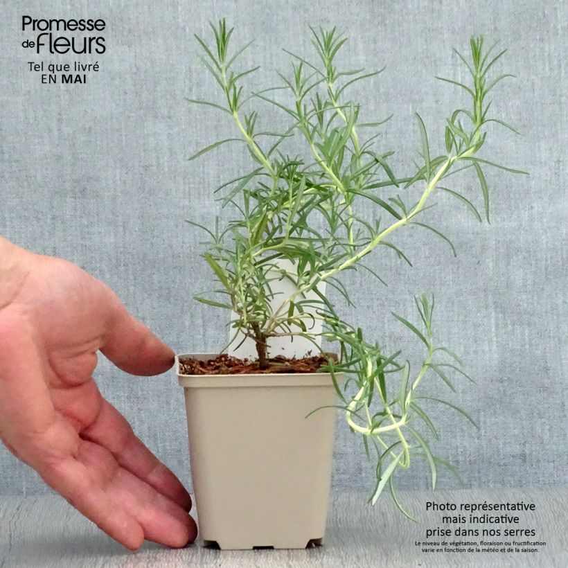 Example of Romarin à fleurs blanches - Rosmarinus officinalis Albiflorus Godet de 8/9 cm as you get in printemps