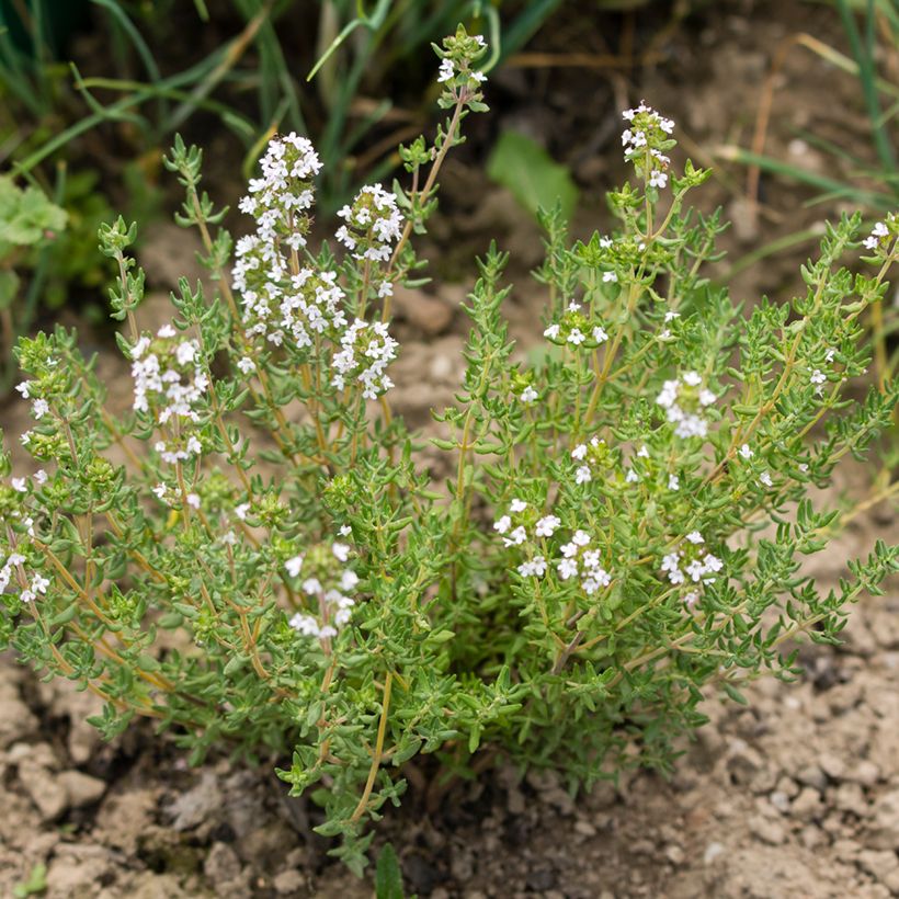 Romarin à fleurs blanches - Rosmarinus officinalis Albiflorus (Plant habit)