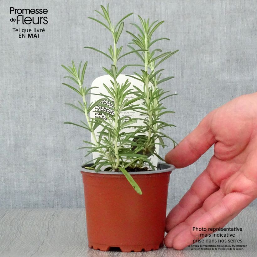 Example of Romarin officinal Bio - Rosmarinus officinalis en plants Bio Pot de 10 cm/11cm as you get in printemps