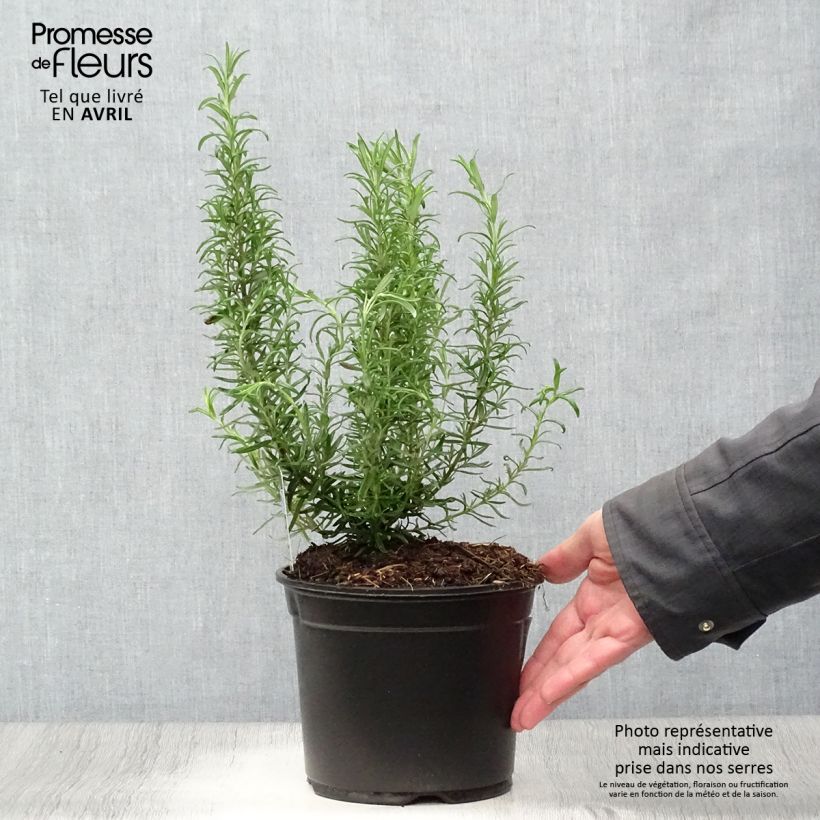 Example of Romarin officinal - Rosmarinus officinalis Pot de 1L/1,5L as you get in printemps