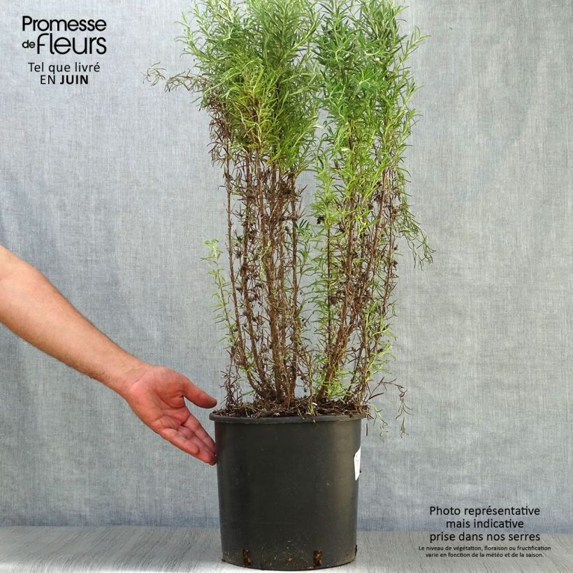 Spécimen de Romarin officinal - Rosmarinus officinalis Pot de 3L/4L tel que livré en été