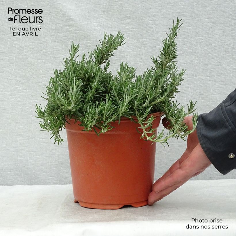 Example of Romarin rampant - Rosmarinus officinalis Prostratus Pot de 1L/1,5L as you get in printemps