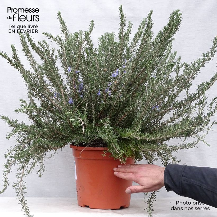 Example of Romarin rampant - Rosmarinus officinalis Prostratus Pot de 4L/5L as you get in hiver