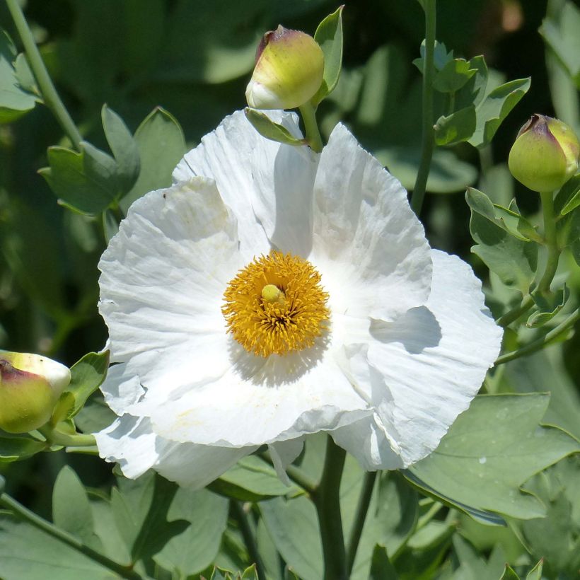 Romneya coulteri - Pavot en arbre (Flowering)
