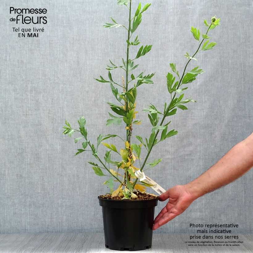 Example of Romneya coulteri - Pavot en arbre Pot de 2L/3L as you get in printemps