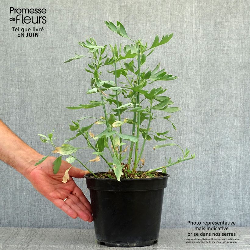 Spécimen de Romneya coulteri - Pavot en arbre Godet de 8/9 cm tel que livré en été