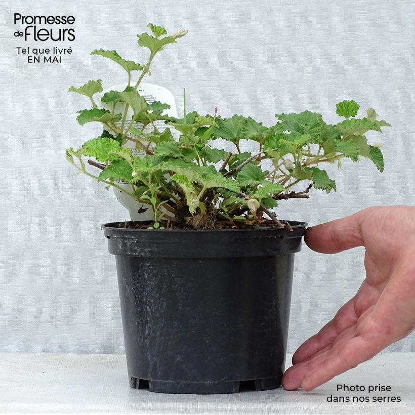 Example of Ronce Betty Ashburner - Rubus tricolor Pot de 1,5L/2L as you get in printemps