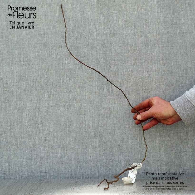 Example of Ronce commune - Rubus fruticosus Racines nues, Touffe as you get in hiver