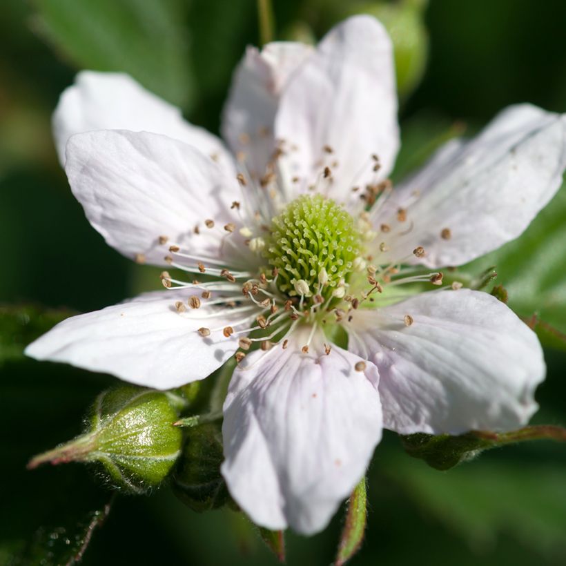 Ronce commune - Rubus fruticosus (Flowering)