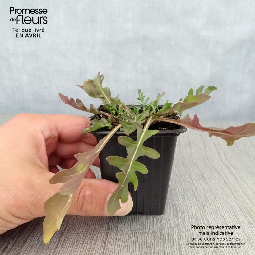 Example of Roquette sauvage BIO - Diplotaxis erucoides Godet de 8/9 cm as you get in printemps