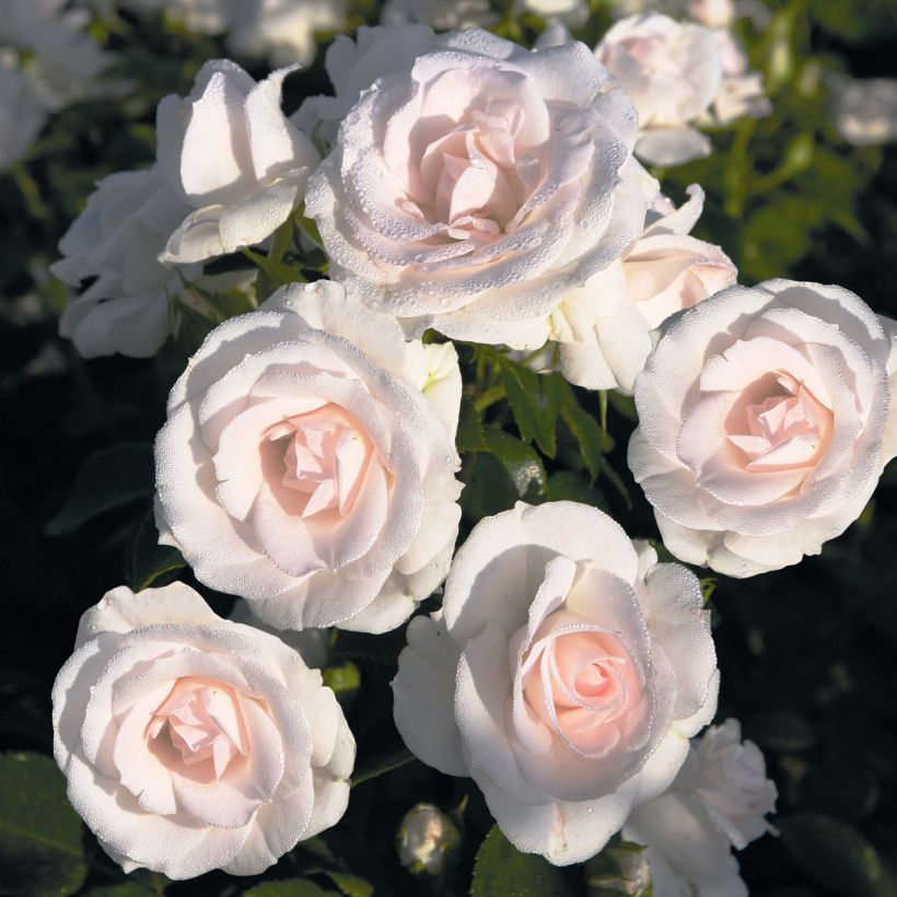 Rosier couvre-sol Aspirin Rose (Flowering)