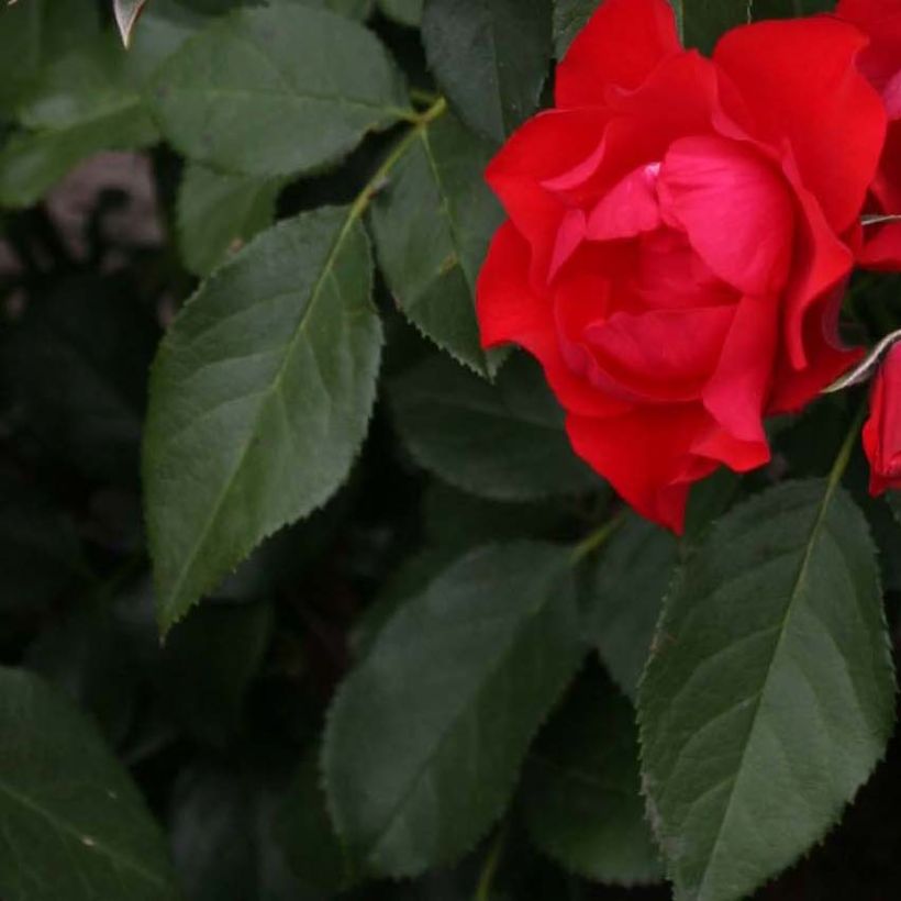 Rosier couvre-sol Black Forest Rose (Foliage)