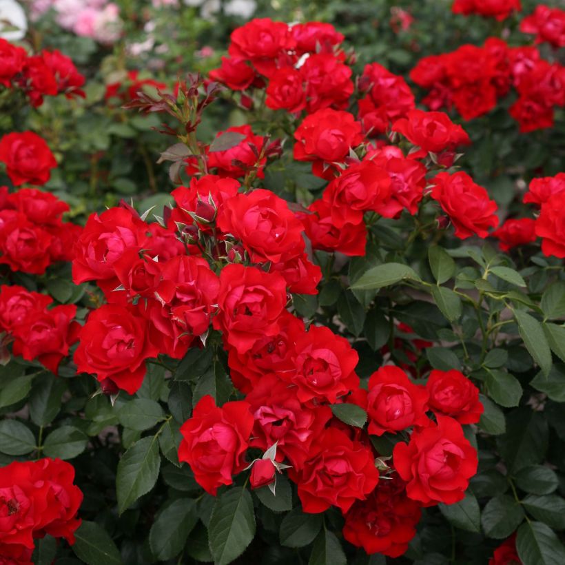 Rosier couvre-sol Black Forest Rose (Flowering)