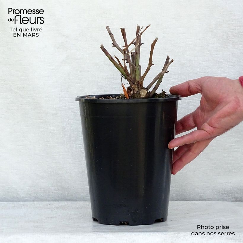 Example of Rosa Louis Blériot - Rosier paysager Pot de 4L/5L as you get in printemps