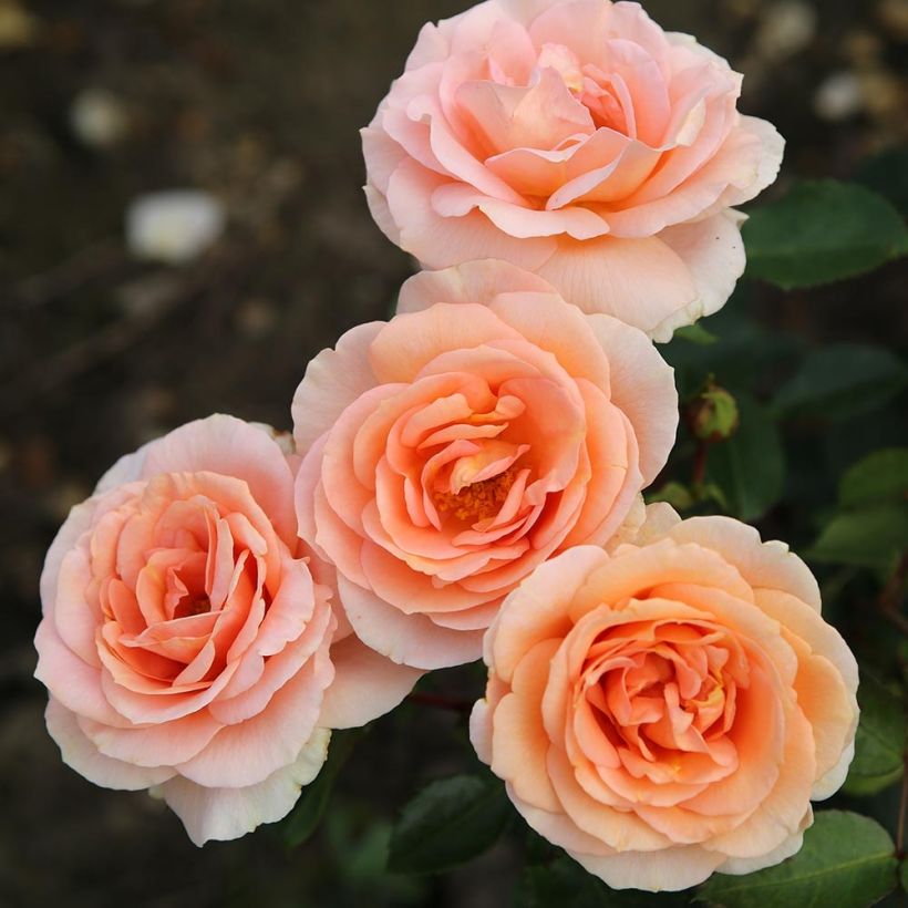 Rosier Patio Rose Impala (Flowering)