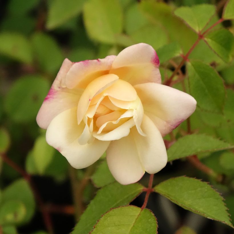 Rosier arbustif Apricot Bells (Floraison)