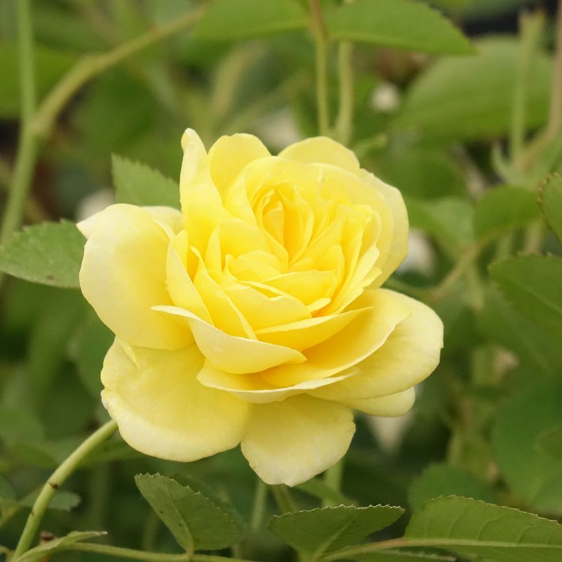 Rosa Golden Border - Rosier à fleurs groupées (Floraison)