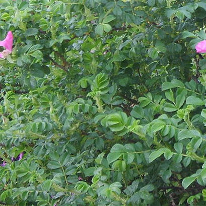 Rosier rugosa Rubra (Foliage)