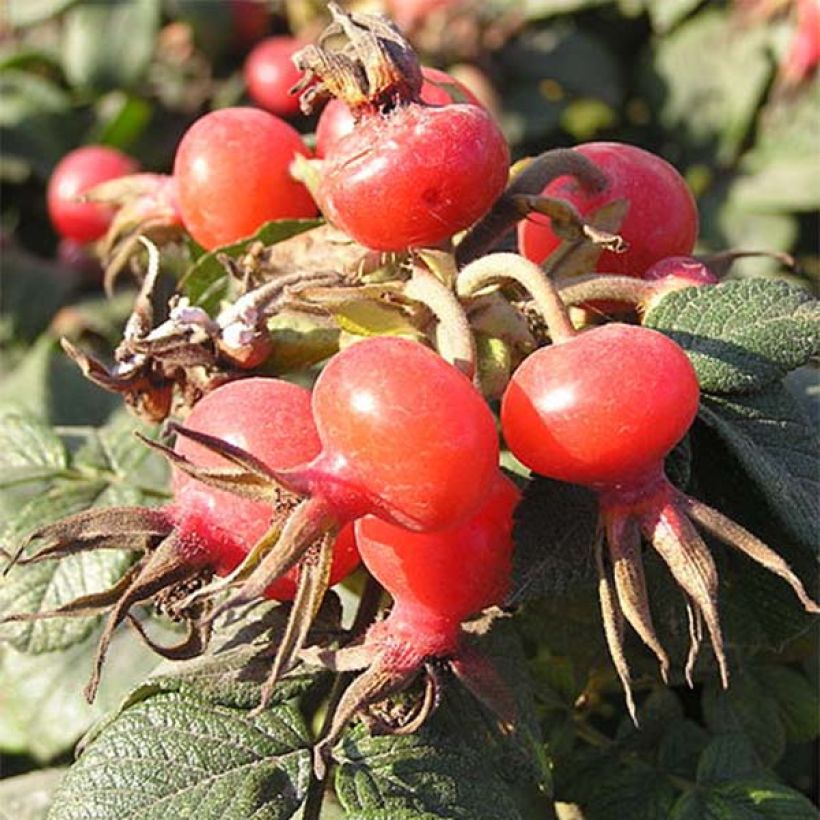 Rosier rugosa Rubra (Harvest)