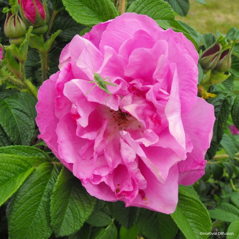 Rosa rugosa Angelia Pink (Floraison)