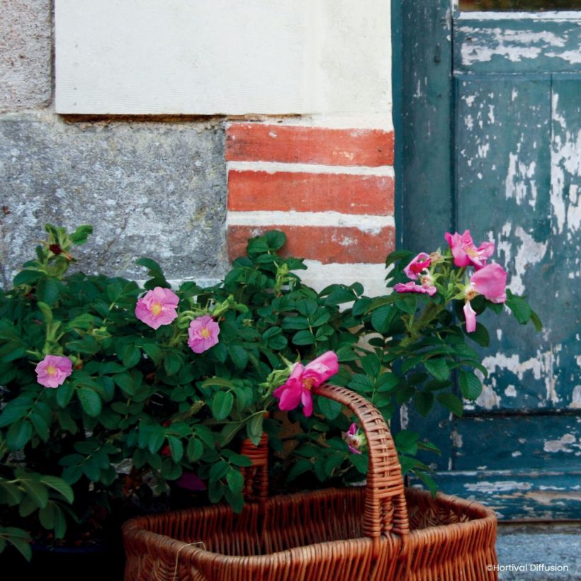 Rosa rugosa Angelia Pink (Port)