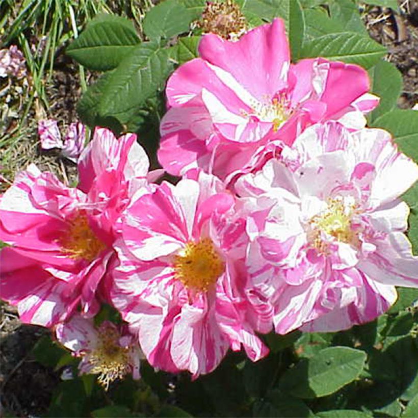 Rosier ancien gallica Versicolor (Floraison)
