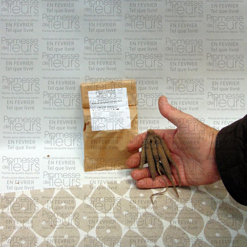 Exemple de spécimen de Roscoea purpurea Cinnamon Stick Bulbe calibre I tel que livré