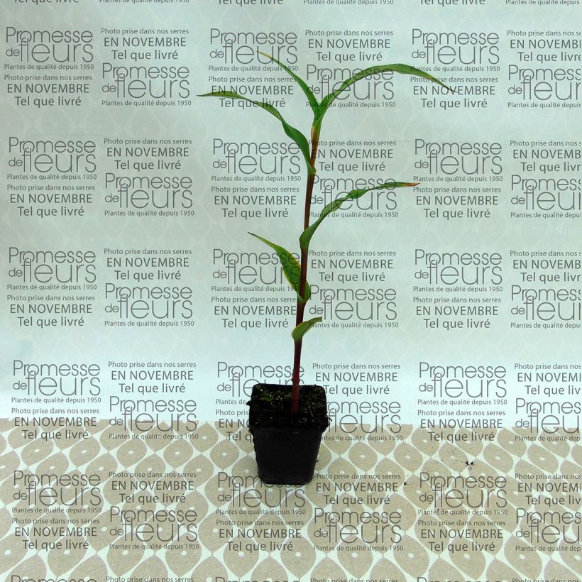 Exemple de spécimen de Roscoea purpurea Dalaï Lama Bulbe calibre I tel que livré