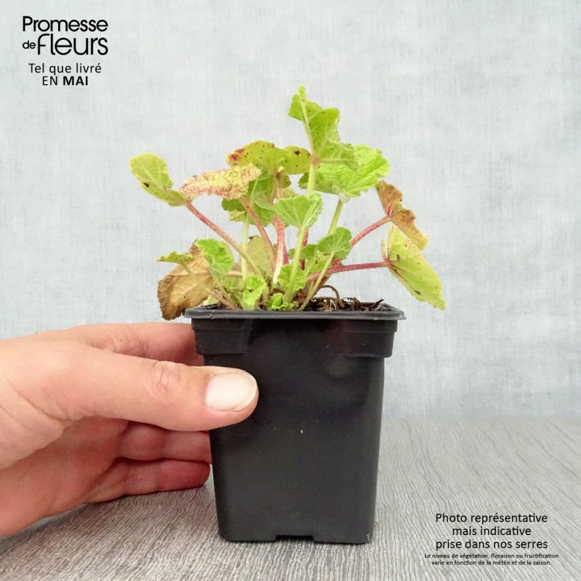 Example of Rose Trémière - Alcea rosea Chater's Double rouge Godet de 7/8 cm as you get in printemps