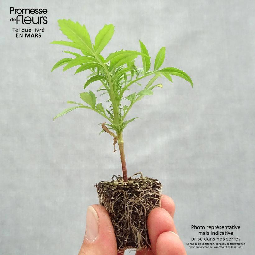 Example of Rose d'Inde F1 Vanilla Jardimotte : motte 3,8 cm x 3,2 cm en plaque de culture par 16 as you get in printemps