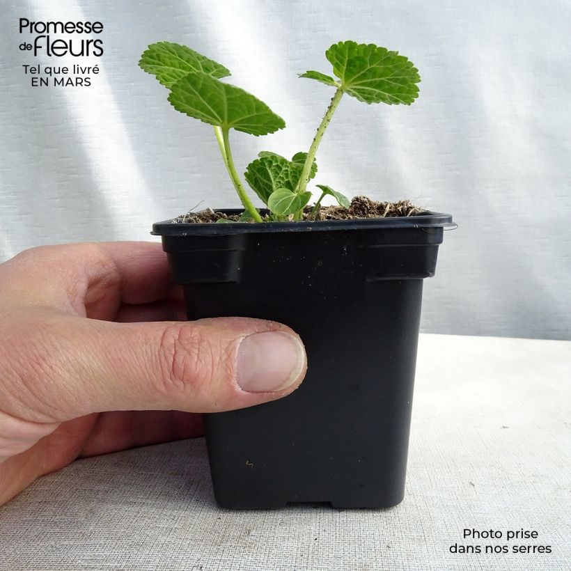 Example of Rose trémière - Alcea rosea Chater's Double Blanc Godet de 7/8 cm as you get in printemps