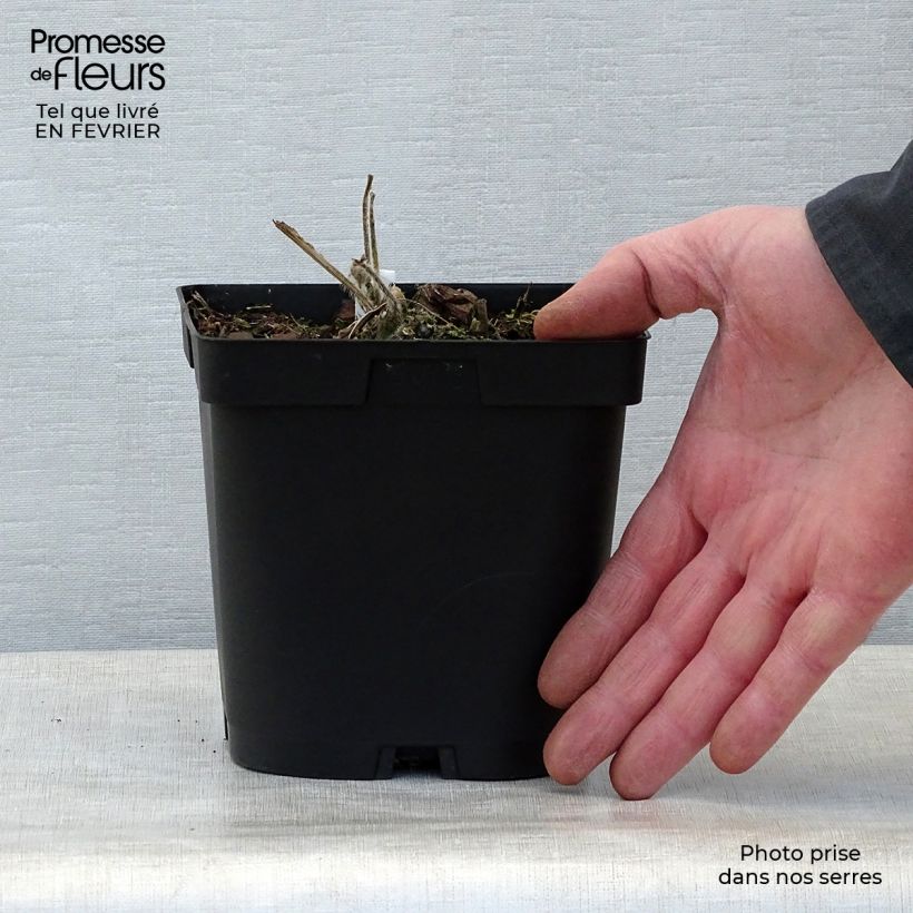 Example of Rose trémière - Alcea rosea Chater's Double Blanc Pot de 2L/3L as you get in hiver