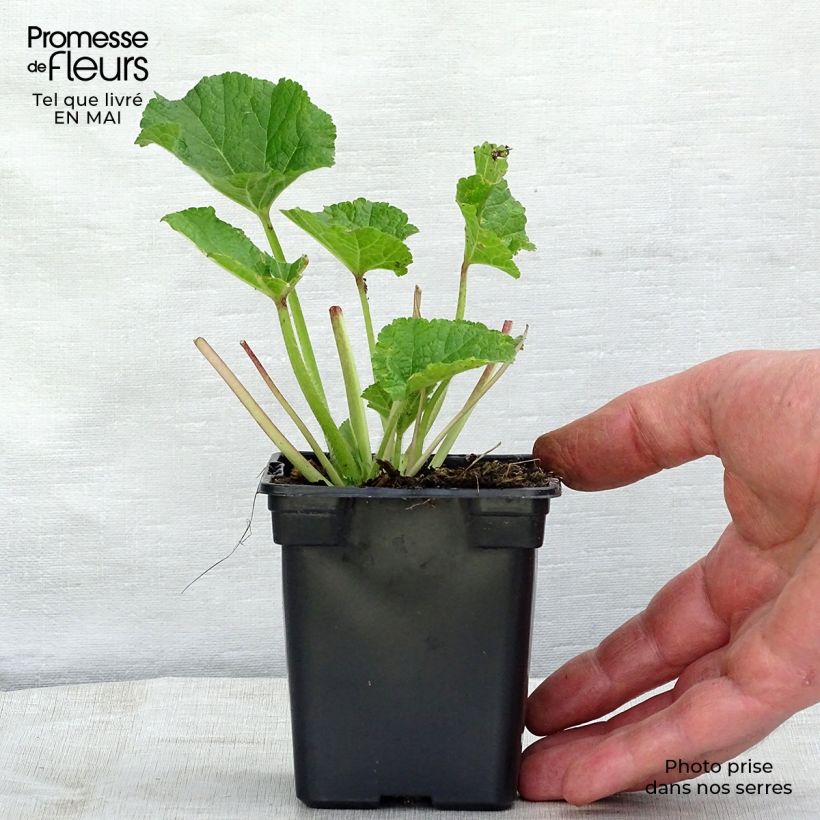 Example of Rose trémière - Alcea rosea Chater's Double Rose Godet de 7/8 cm as you get in printemps