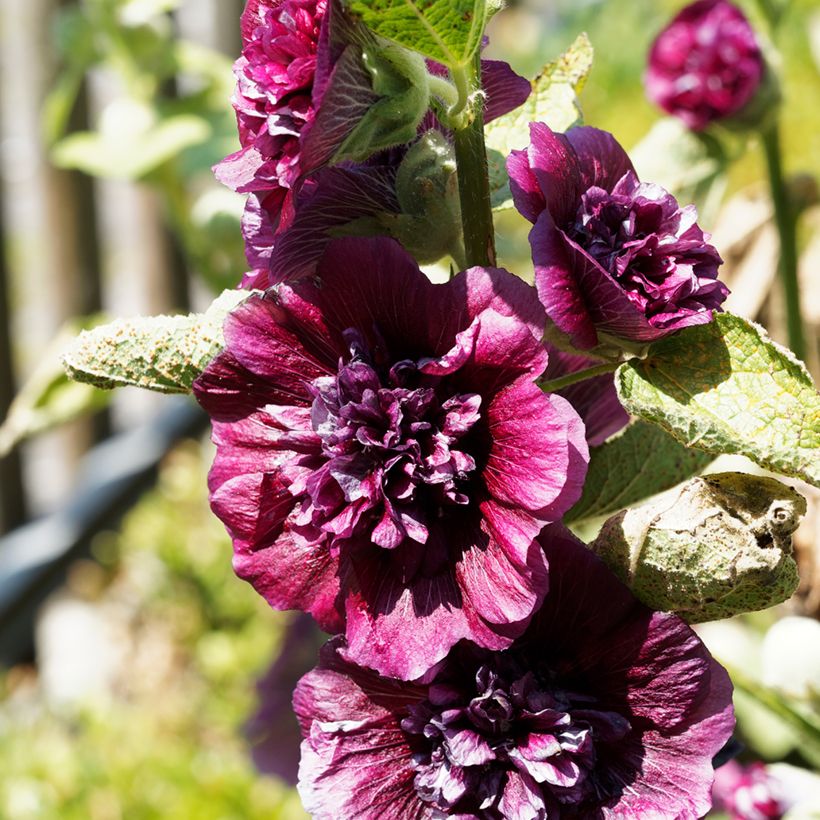 Rose trémière - Alcea rosea Chater's Double Violet (Flowering)